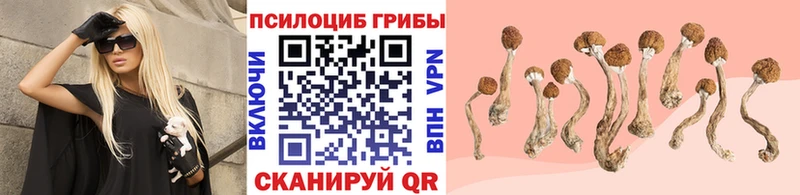 Купить  Любань  Псилоцибиновые грибы Psilocybine cubensis 